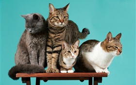 Four cats, green background HD wallpaper