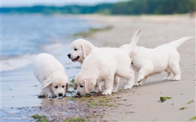 Four white dogs, play, beach HD wallpaper
