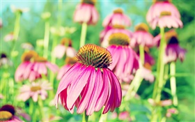 Fresh purple flowers HD wallpaper