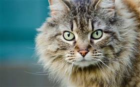 Furry cat, face, eyes, whiskers HD wallpaper