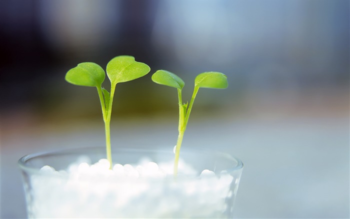 Glass, two green shoots Wallpapers Pictures Photos Images
