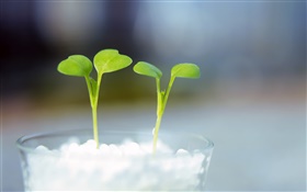 Glass, two green shoots HD wallpaper