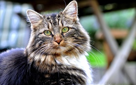 Green eyes cat, look, face, bokeh HD wallpaper