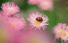 Ladybug with pink flowers
