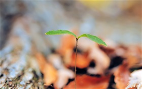 Leaves, saplings sprout HD wallpaper
