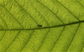 Macro leaves, ants HD wallpaper
