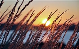 Morning, sun, dawn, plants, grass, river, sunrise HD wallpaper