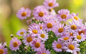 Pink chamomile flowers, petals, blurring HD wallpaper