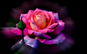 Pink flower, rose petals, bud, dew HD wallpaper