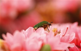 Pink flowers, insect