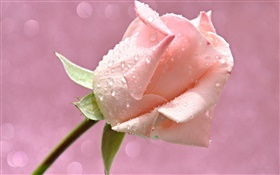 Pink rose flower, water drops, dew
