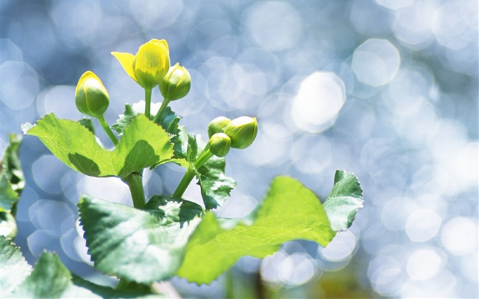 Plants close-up, yellow flower buds, glare Wallpapers Pictures Photos Images