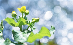 Plants close-up, yellow flower buds, glare HD wallpaper