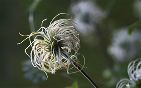 Plants tentacles close-up HD wallpaper