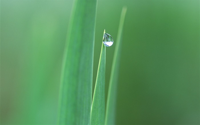 Pointed leaves, grass, water drops close-up Wallpapers Pictures Photos Images