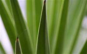 Pointy leaves close-up HD wallpaper