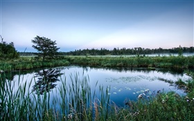 Pond, trees, grass, water reflection, dawn