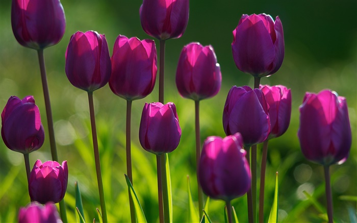 Purple flowers, tulips, grass, summer Wallpapers Pictures Photos Images