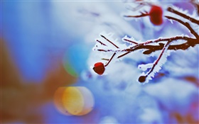 Red berries, twigs, winter, bokeh HD wallpaper