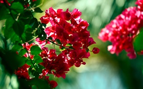 Red bougainvillea flowers HD wallpaper