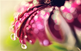 Red flower macro photography, petals, dew HD wallpaper