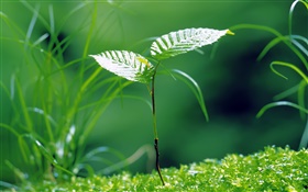 Saplings sprouting, spring, grass HD wallpaper