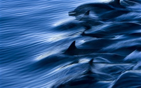 Sea, dolphins, speed, water, splash HD wallpaper