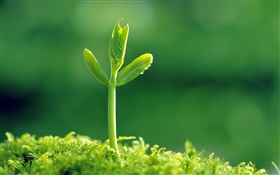 Seeds germinate in the spring, water droplets HD wallpaper
