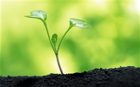 Shoots, mud, green background HD wallpaper