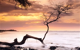 Single tree, sunset, sea, red sky, Hawaii, USA HD wallpaper