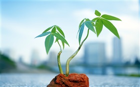 Small bonsai, background blur HD wallpaper