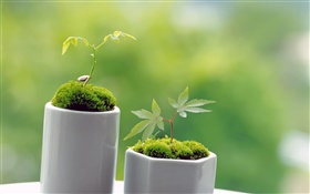 Small green bonsai, spring, sprout HD wallpaper