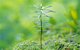 Small tree buds, green, spring HD wallpaper