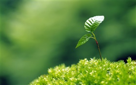 Small trees bud, two leaves, spring HD wallpaper