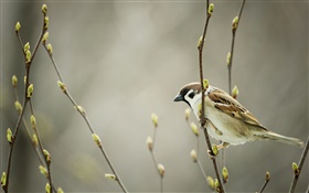Sparrow, twigs, buds, spring HD wallpaper