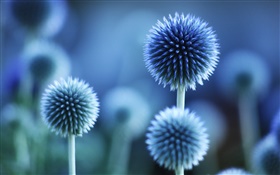 Spherical flowers, blue style HD wallpaper
