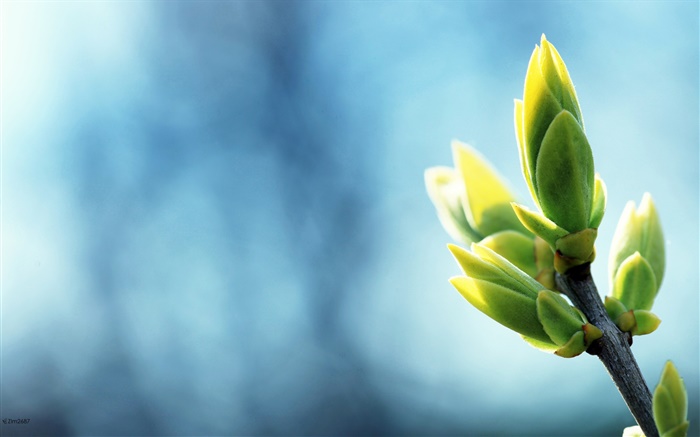 Spring buds close-up, twigs, blue background Wallpapers Pictures Photos Images