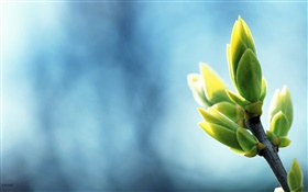 Spring buds close-up, twigs, blue background HD wallpaper