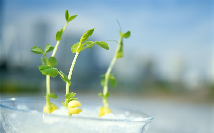 Spring pea shoots Wallpapers Pictures Photos Images
