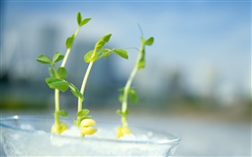 Spring pea shoots HD wallpaper