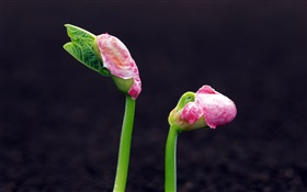 Spring, peanut seeds to sprout HD wallpaper