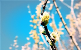 Spring, plant, twigs, buds HD wallpaper