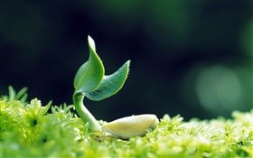 Spring, seed germination HD wallpaper
