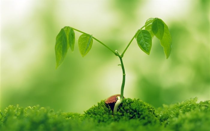 Spring sprouting plants Wallpapers Pictures Photos Images