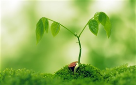 Spring sprouting plants HD wallpaper