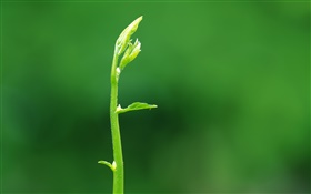 Sprout leaves close-up HD wallpaper