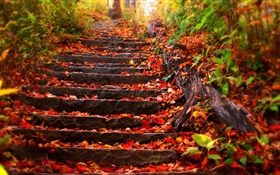 Stone stairs, red leaves, autumn HD wallpaper