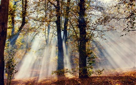 Sun rays, forest, trees, autumn HD wallpaper