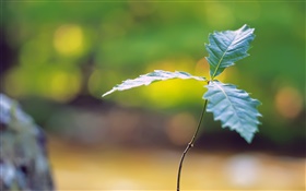 Three leaf buds, spring HD wallpaper