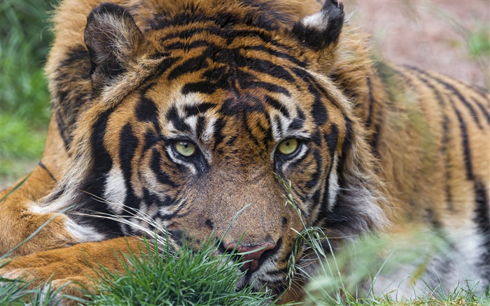 Tiger, face, eyes, grass Wallpapers Pictures Photos Images